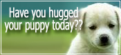 Bumper Stickers For Your Blog
